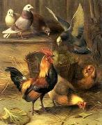 unknow artist Poultry 099 oil painting reproduction